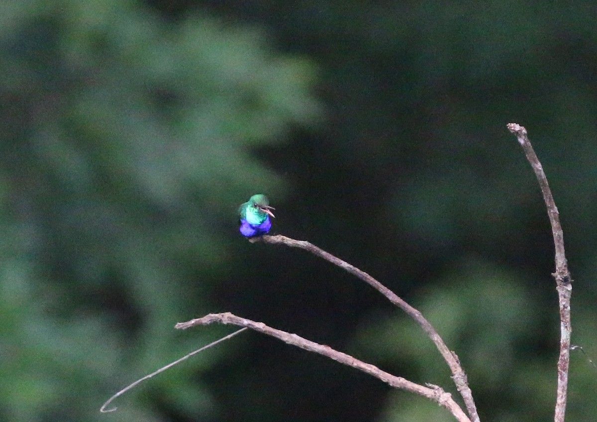 Violet-bellied Hummingbird - Oliver Burton