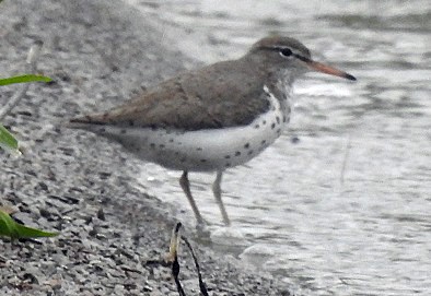 Spotted Sandpiper - Renee Lubert