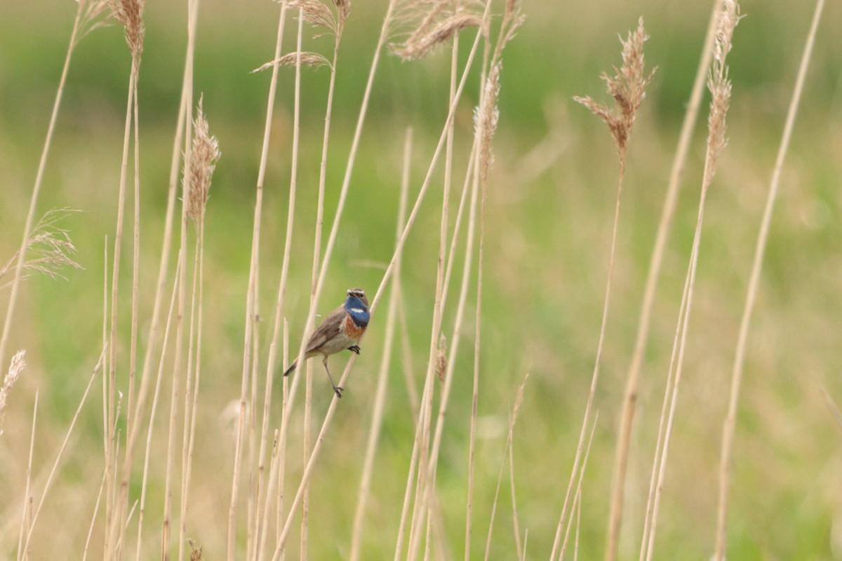 Bluethroat - ML339463461