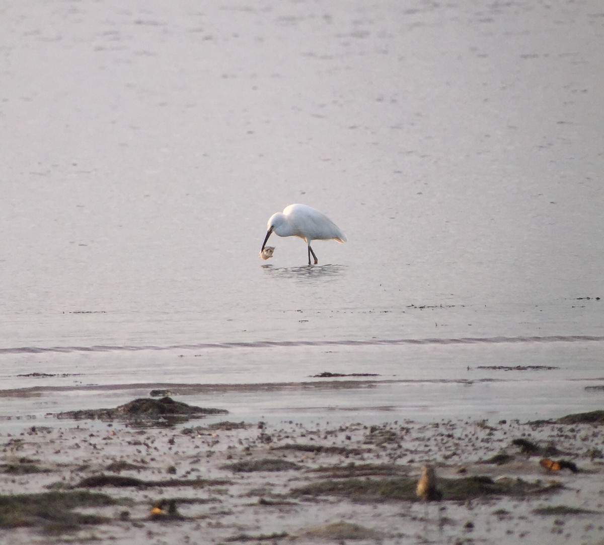 Little Egret - Martin Kennewell