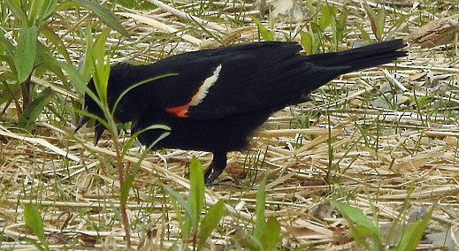 Red-winged Blackbird - ML339465131