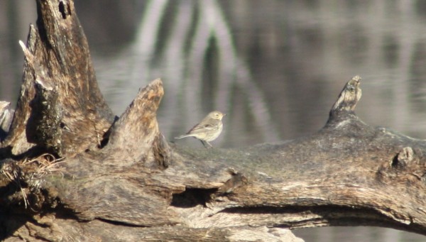 American Pipit - ML33946761