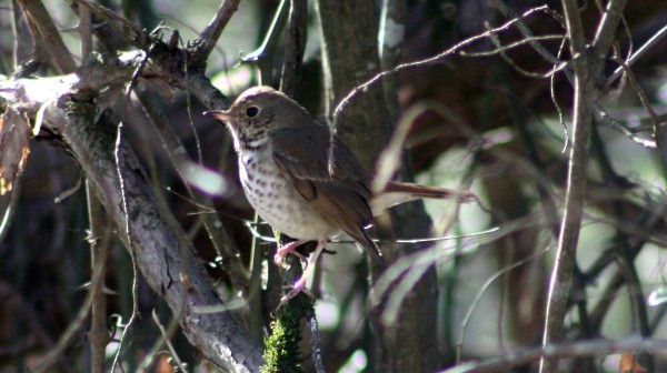 Hermit Thrush - ML33946861