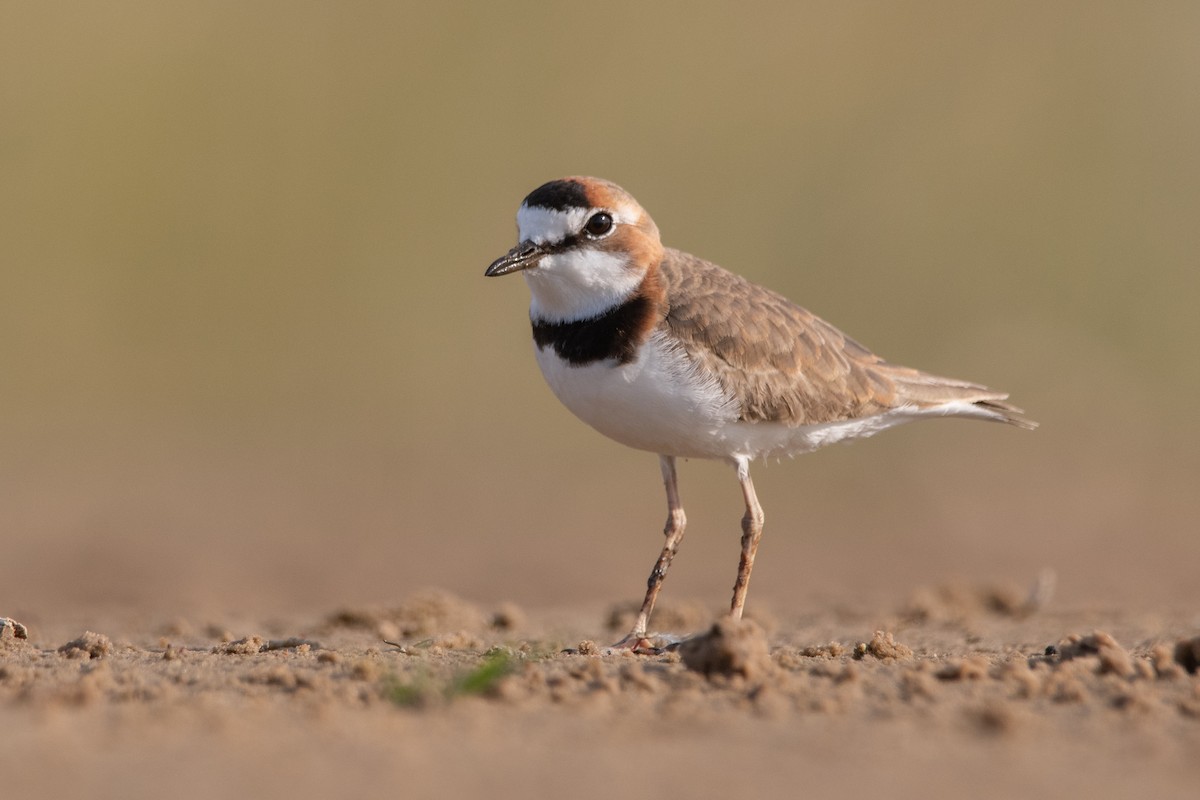 Collared Plover - Pablo Re