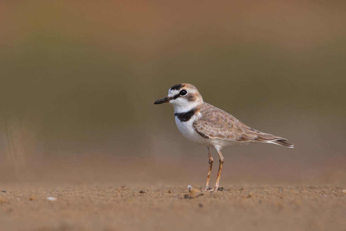 Collared Plover - Pablo Re