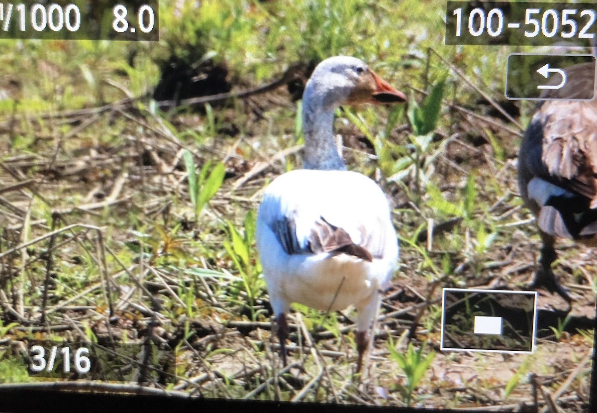Snow Goose - ML339469811