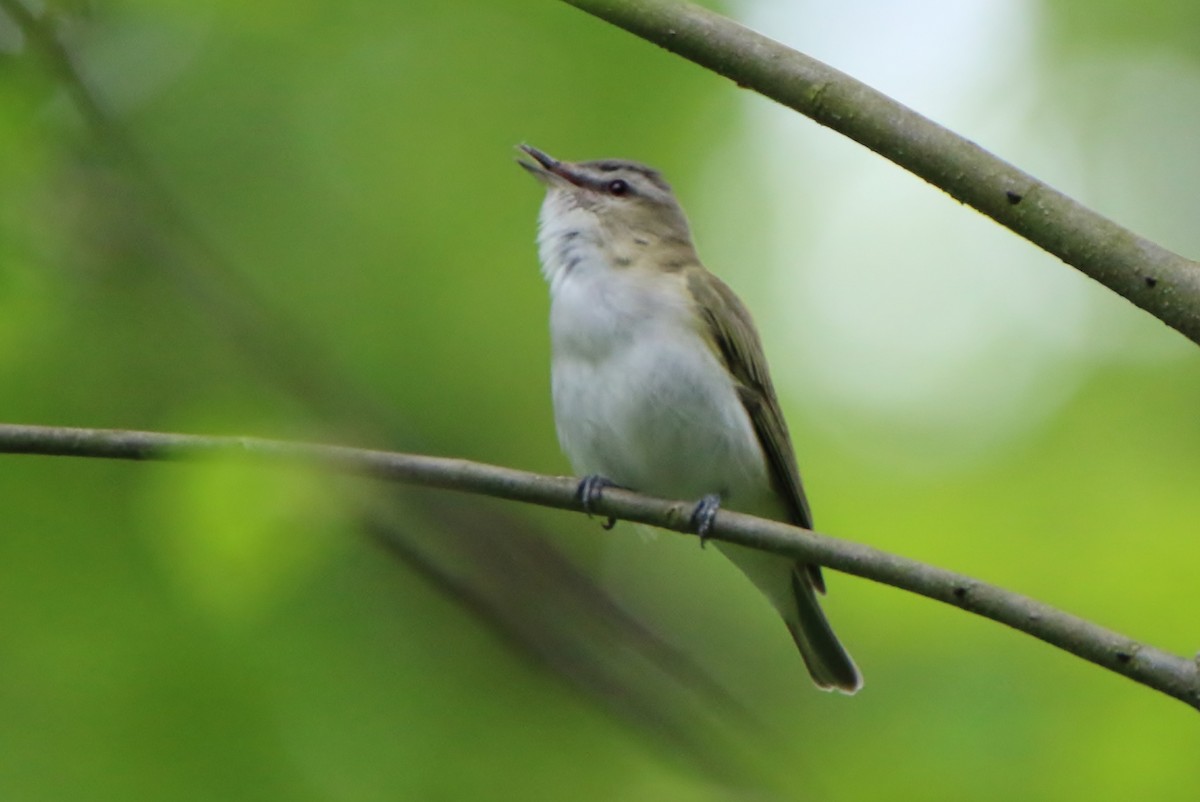 Red-eyed Vireo - Joe Baldwin