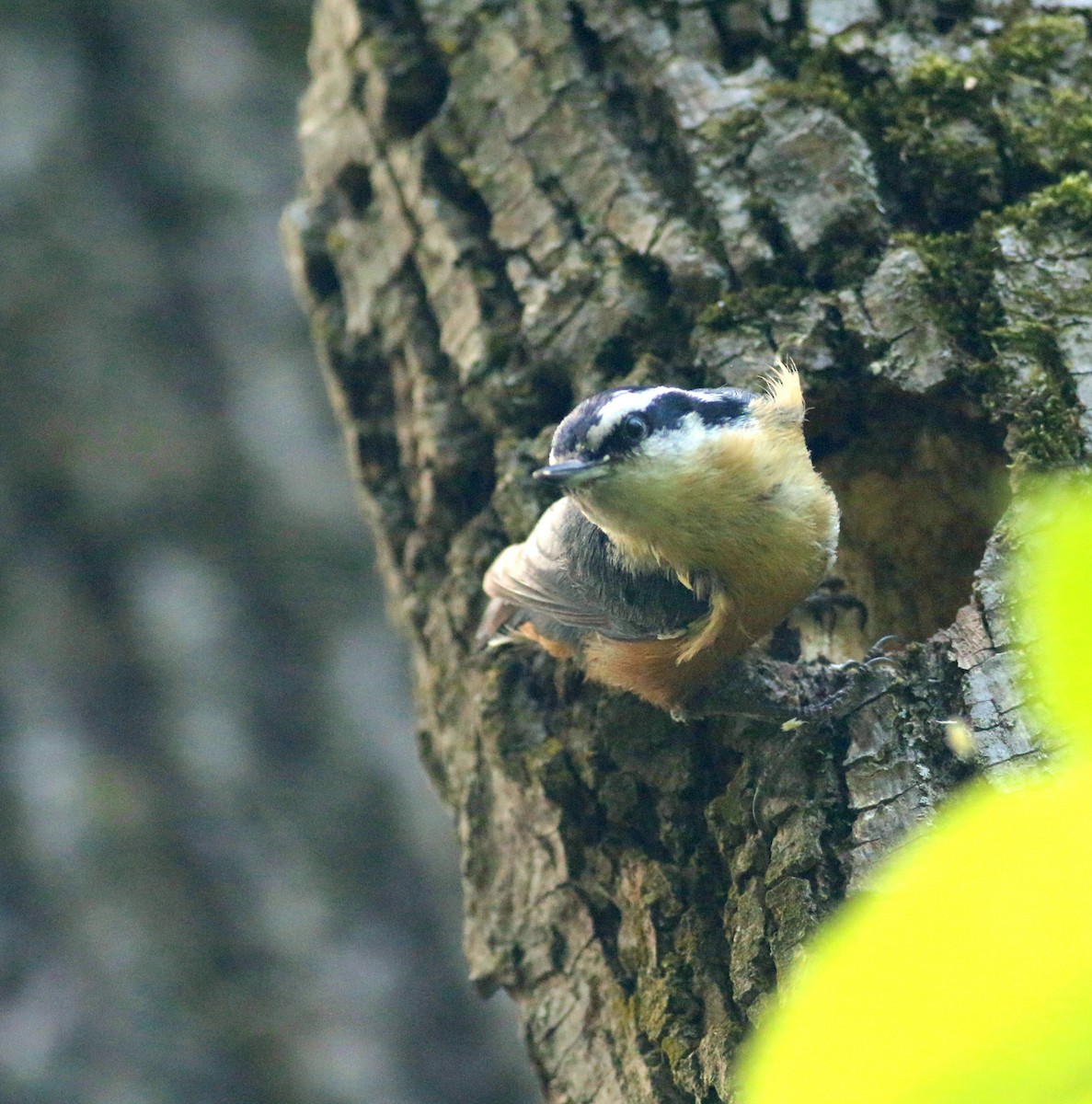 Red-breasted Nuthatch - ML339470511