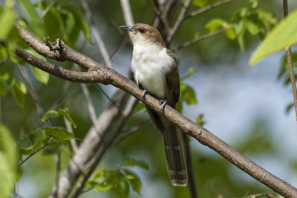 Black-billed Cuckoo - Don Danko