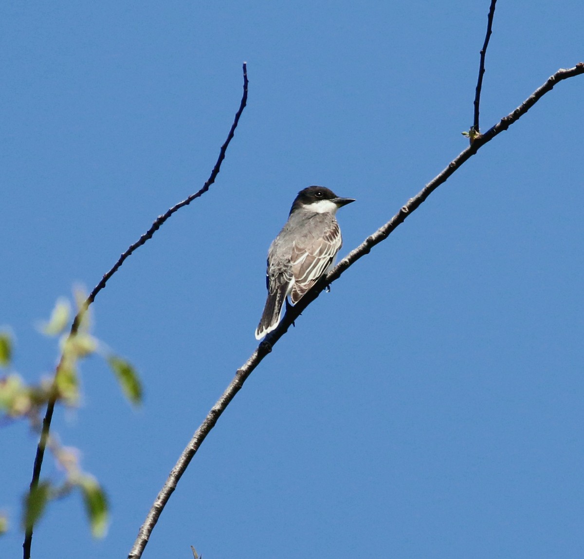 Schieferrücken-Königstyrann - ML339470531