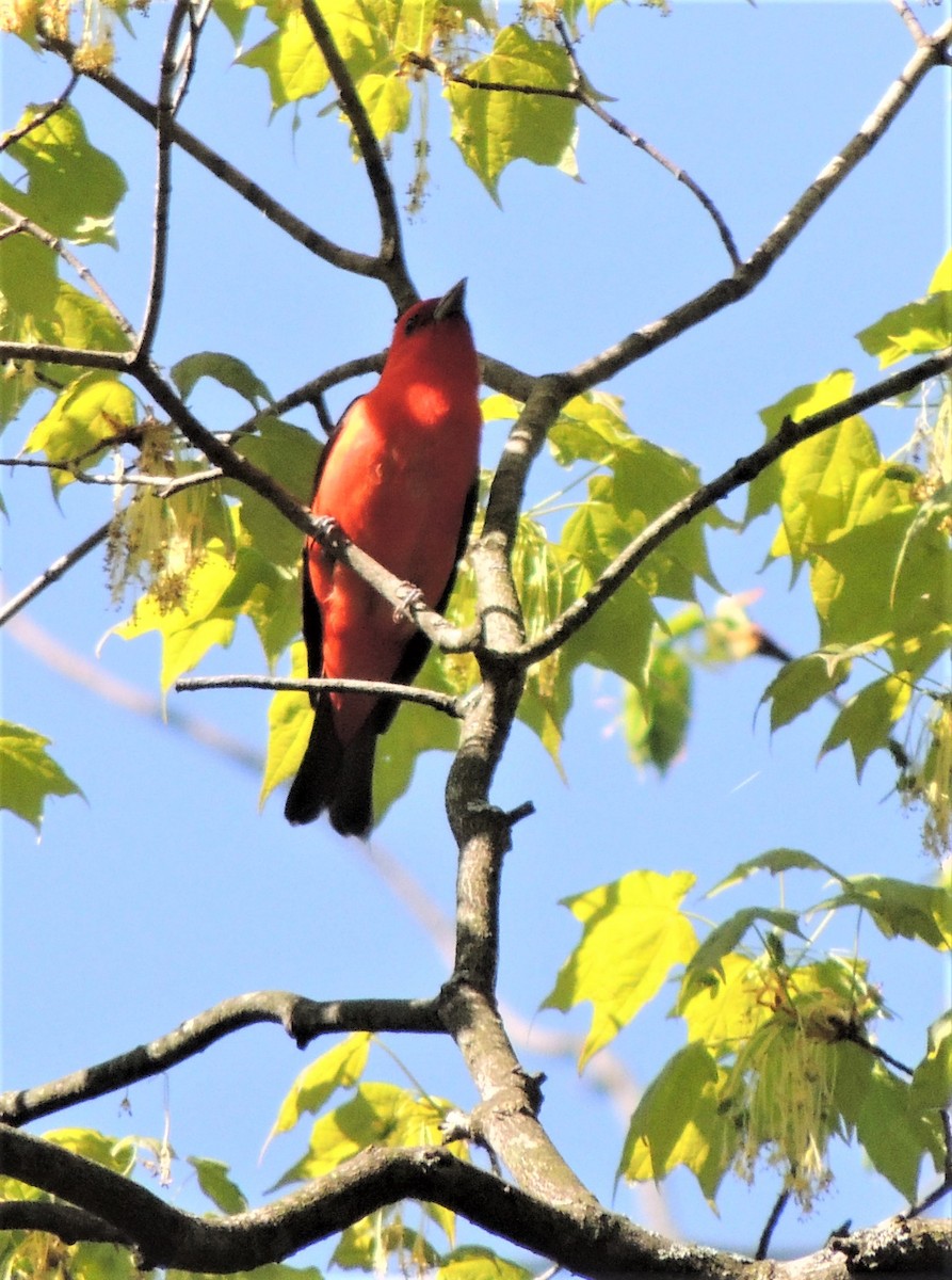 Scarlet Tanager - Marie Shoup