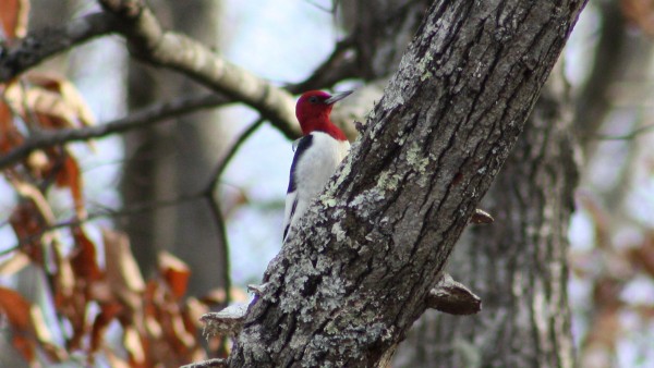 Red-headed Woodpecker - ML33947151