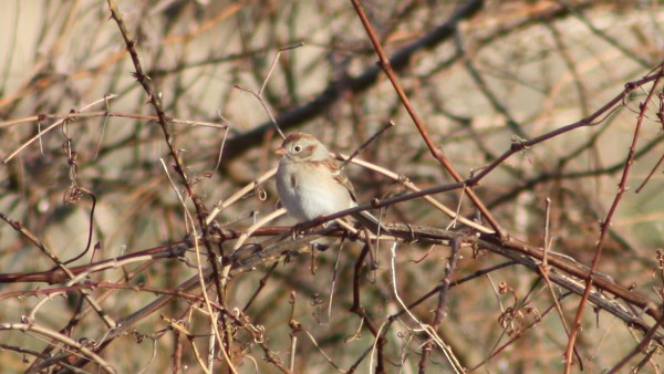 Field Sparrow - ML33947161