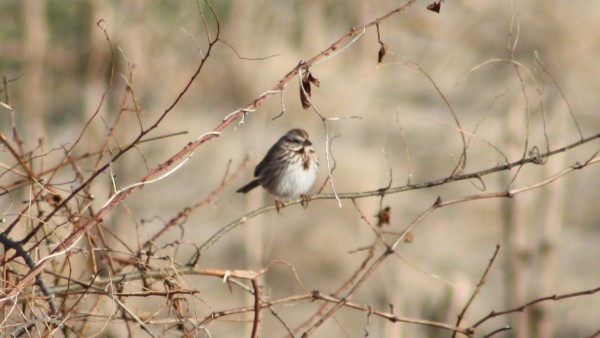 Song Sparrow - ML33947211