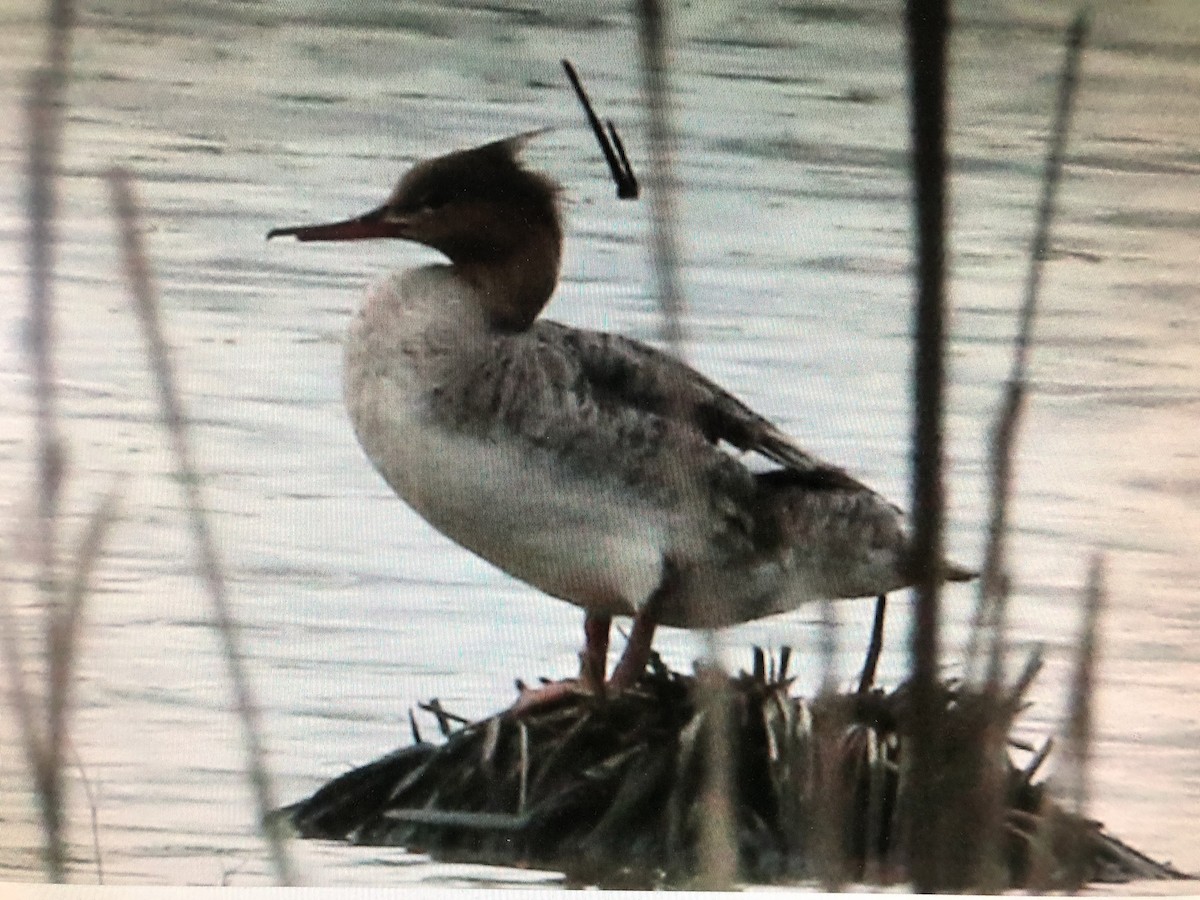 Red-breasted Merganser - ML339474031