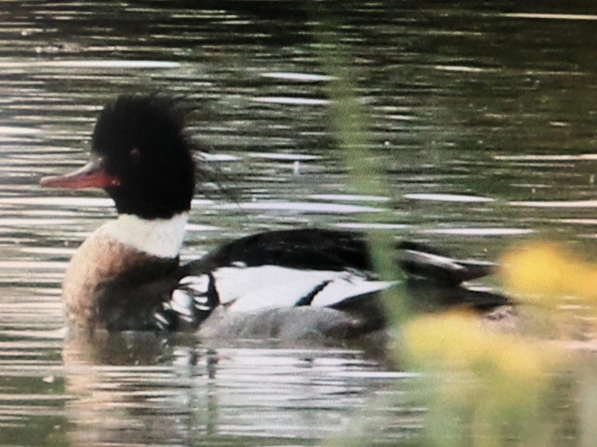 Red-breasted Merganser - ML339474041