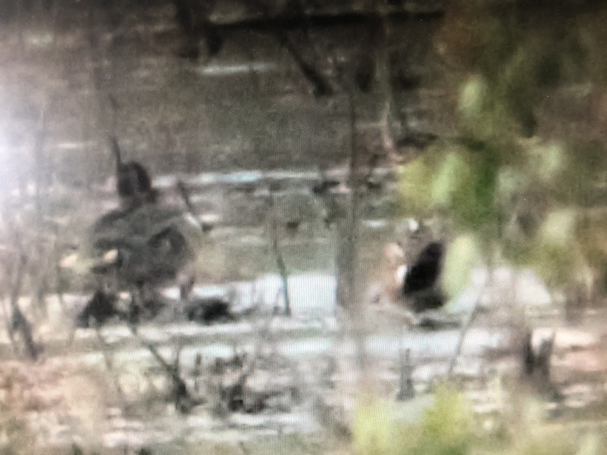 Green-winged Teal - ML339474051