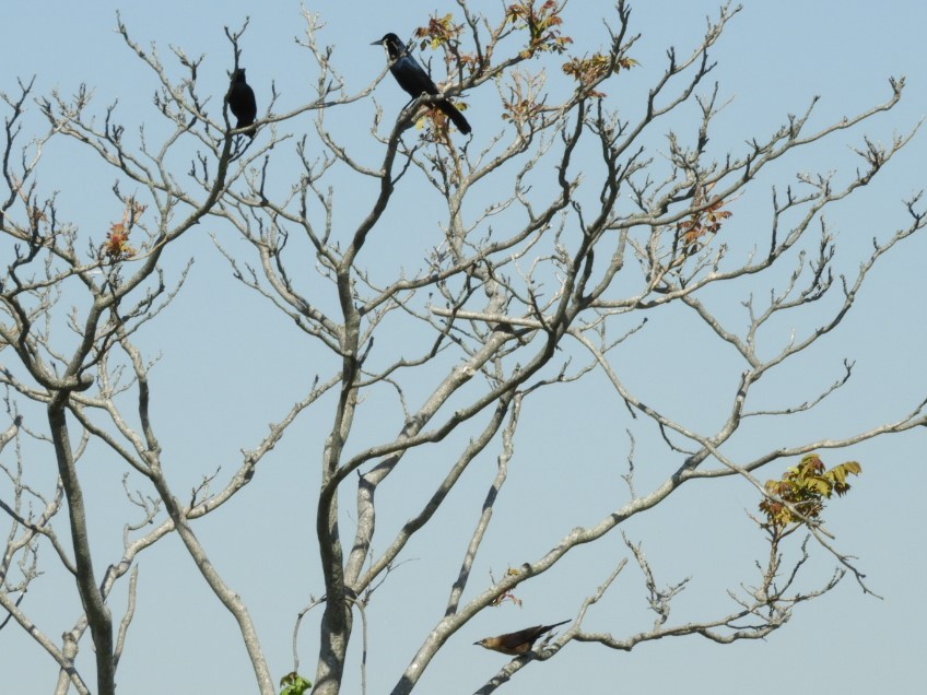 Boat-tailed Grackle - ML339474541