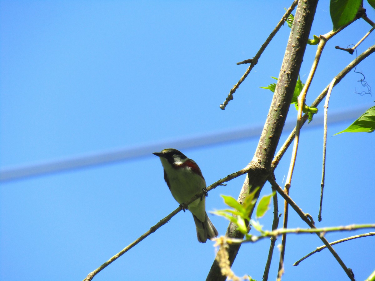 Chestnut-sided Warbler - ML339475821