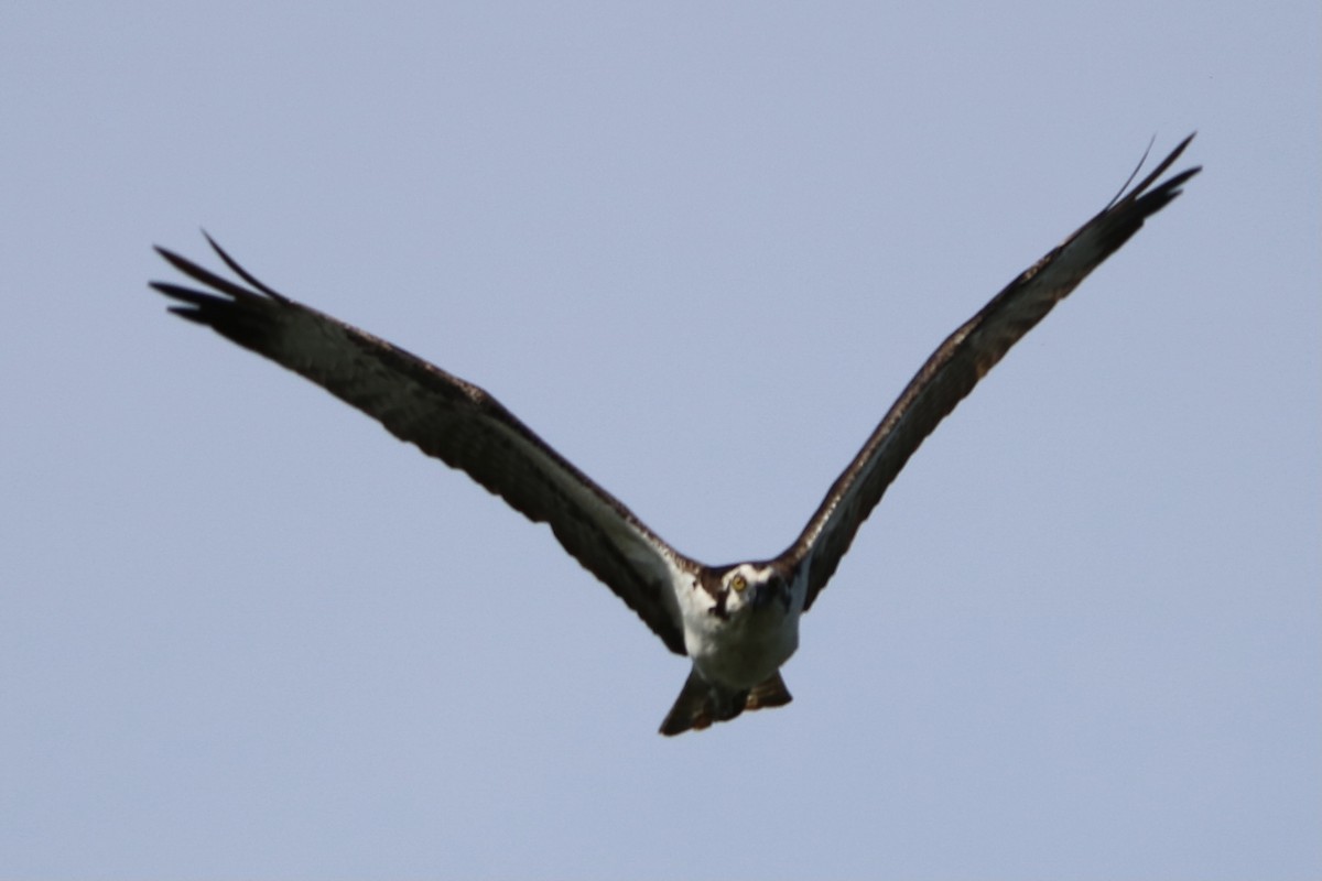 Osprey (carolinensis) - ML339475861