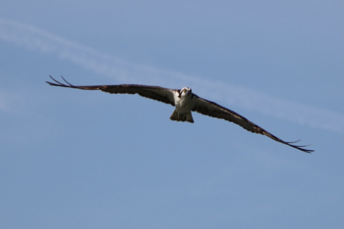 Osprey (carolinensis) - ML339475931