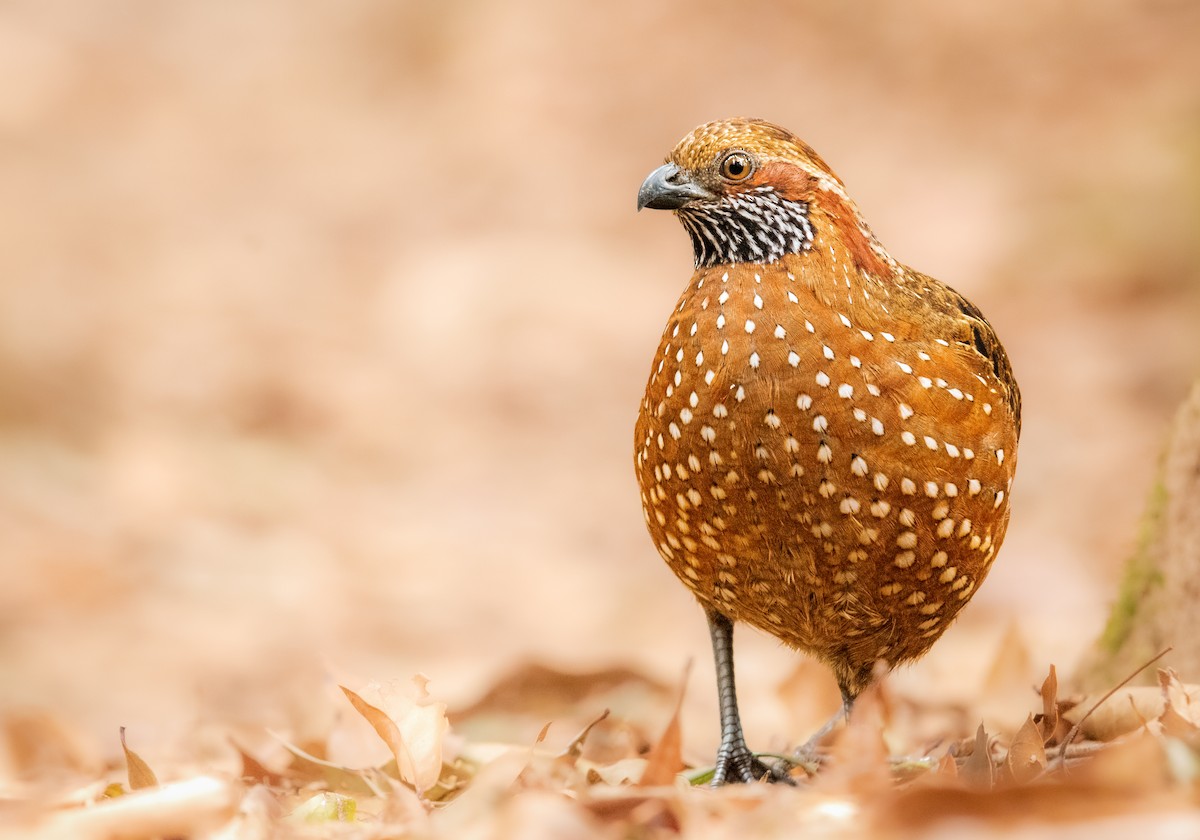 Spotted Wood-Quail - ML339476321