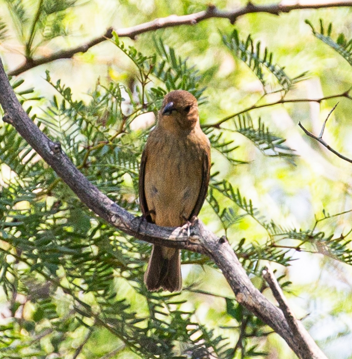 Indigo Bunting - Meg Barron