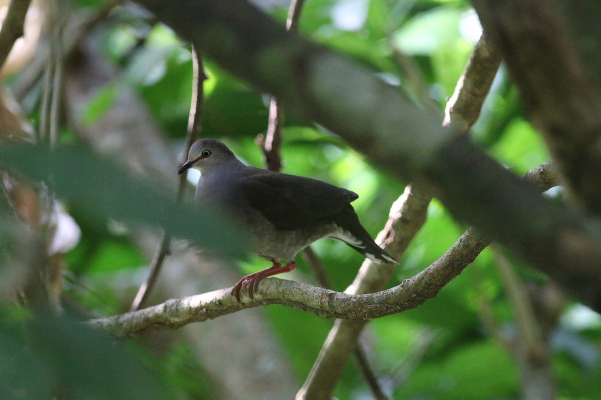 Gray-chested Dove (cassinii) - Oliver Burton