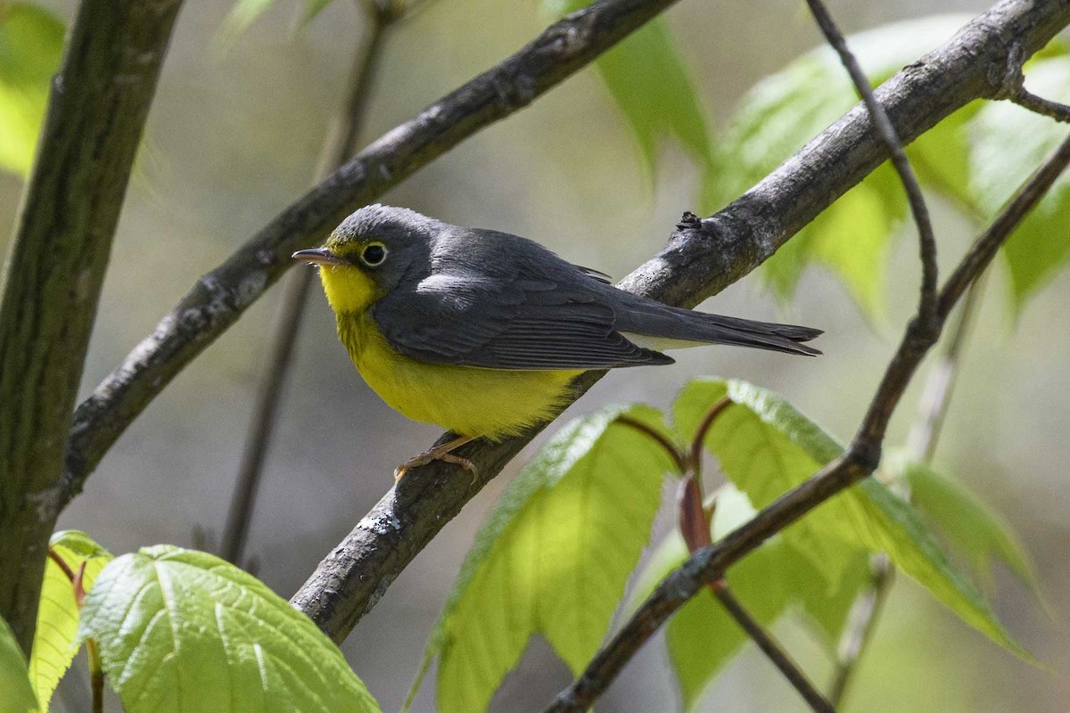 Canada Warbler - Keith Kennedy