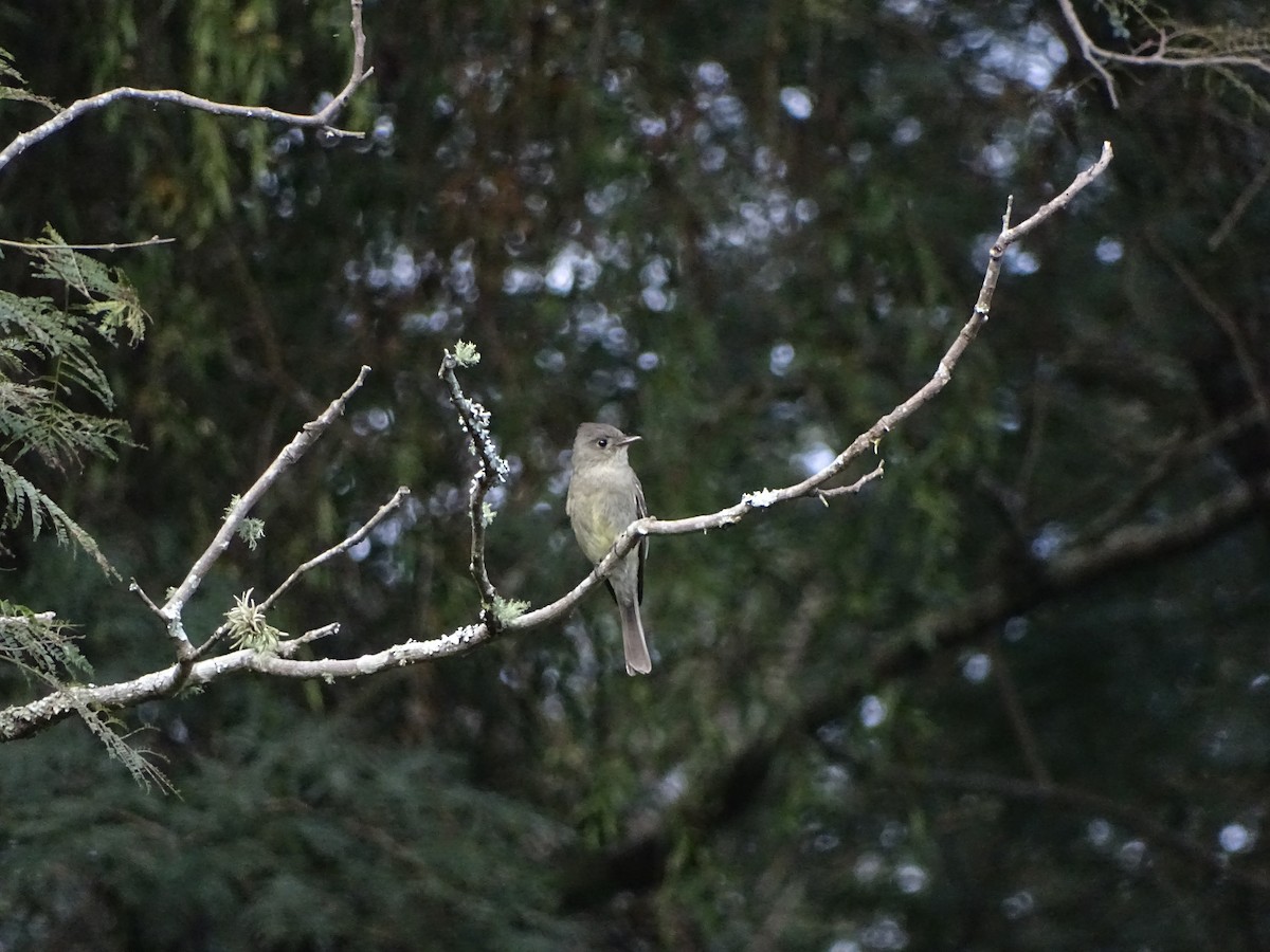 Southern Tropical Pewee - Emiliano Depino