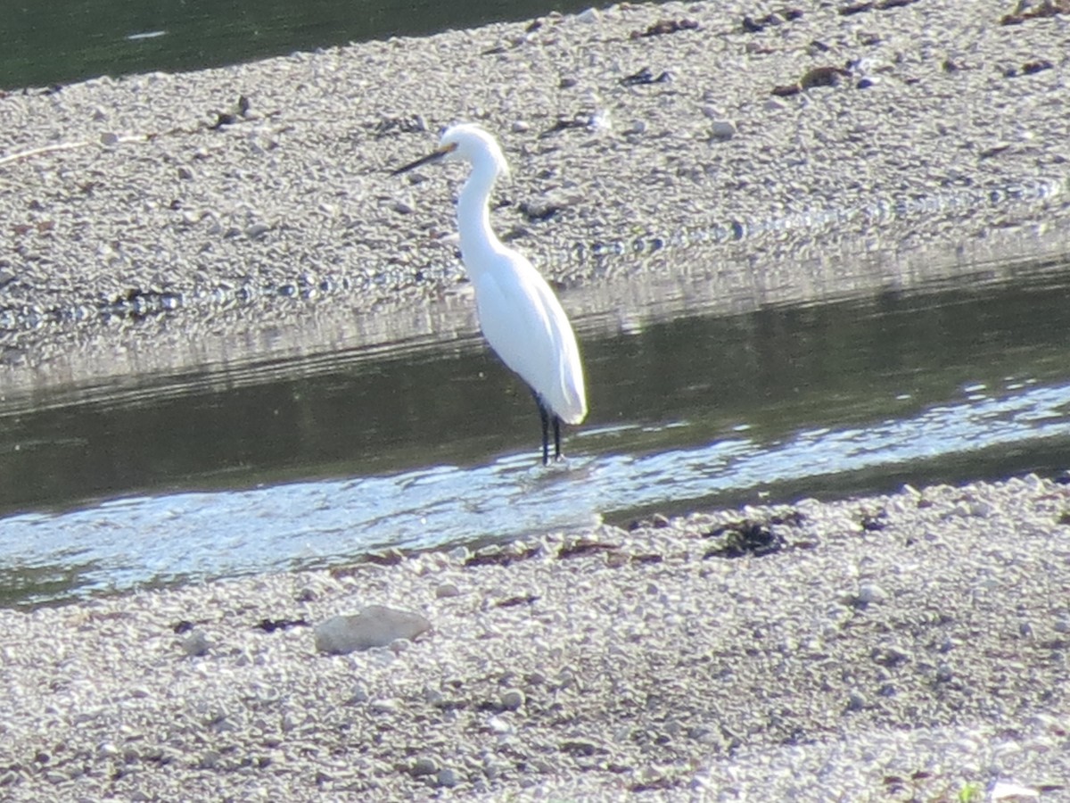 Snowy Egret - Jym Mooney