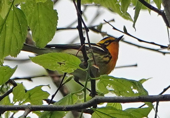 Blackburnian Warbler - ML339483641