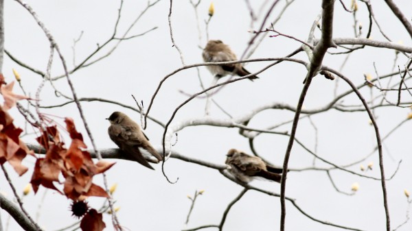 Northern Rough-winged Swallow - ML33948451