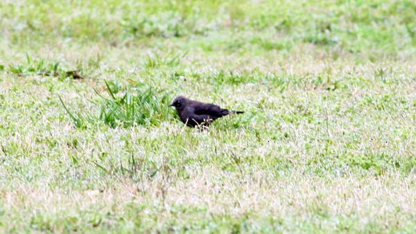 Rusty Blackbird - ML33948541