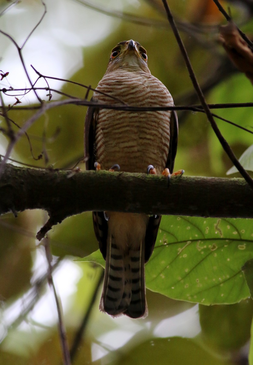 Tiny Hawk - ML33948811