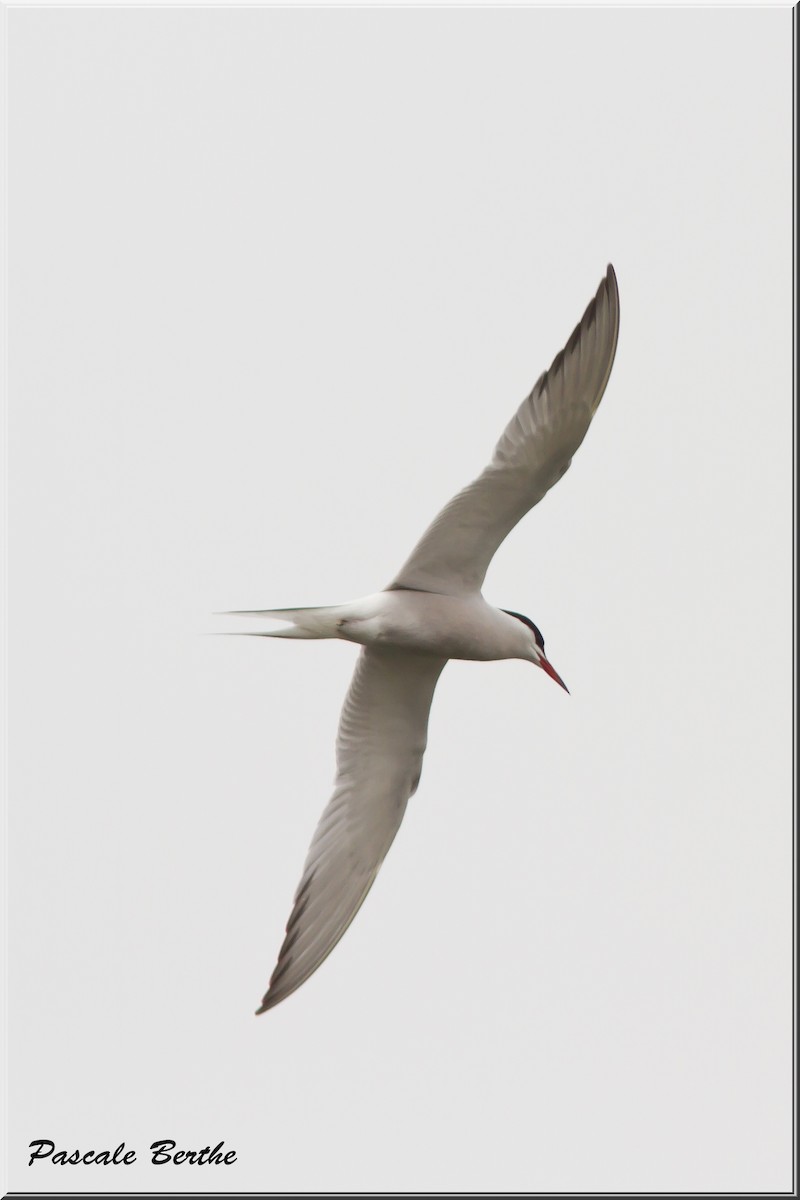 Common Tern - ML339488221