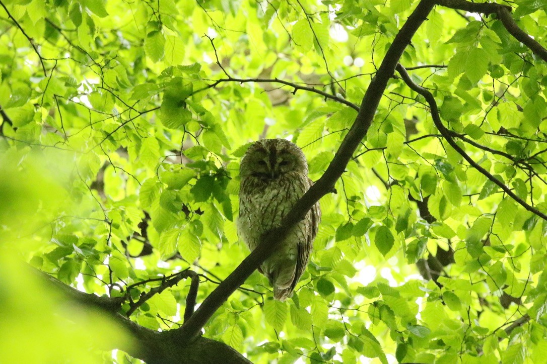 Tawny Owl - ML339490251