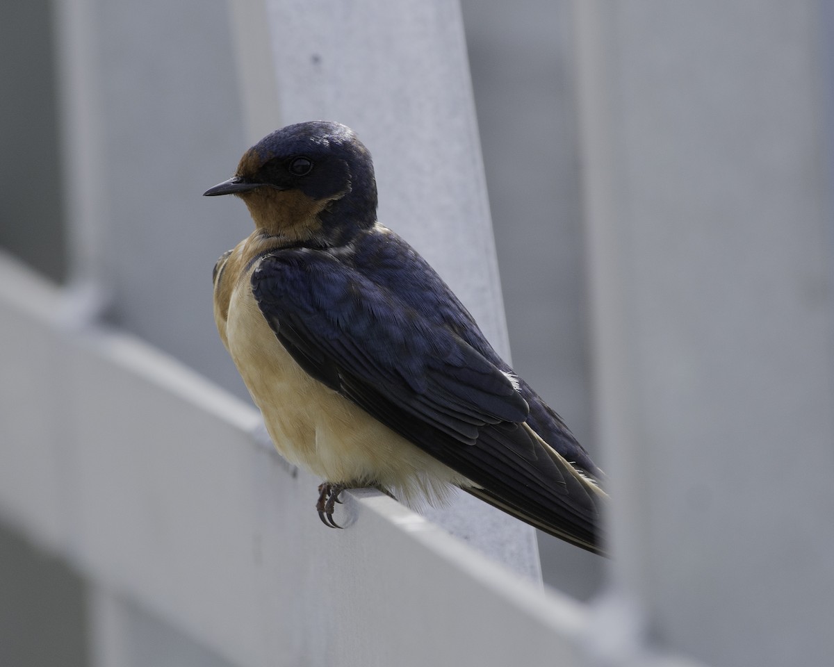 Barn Swallow - ML339491761