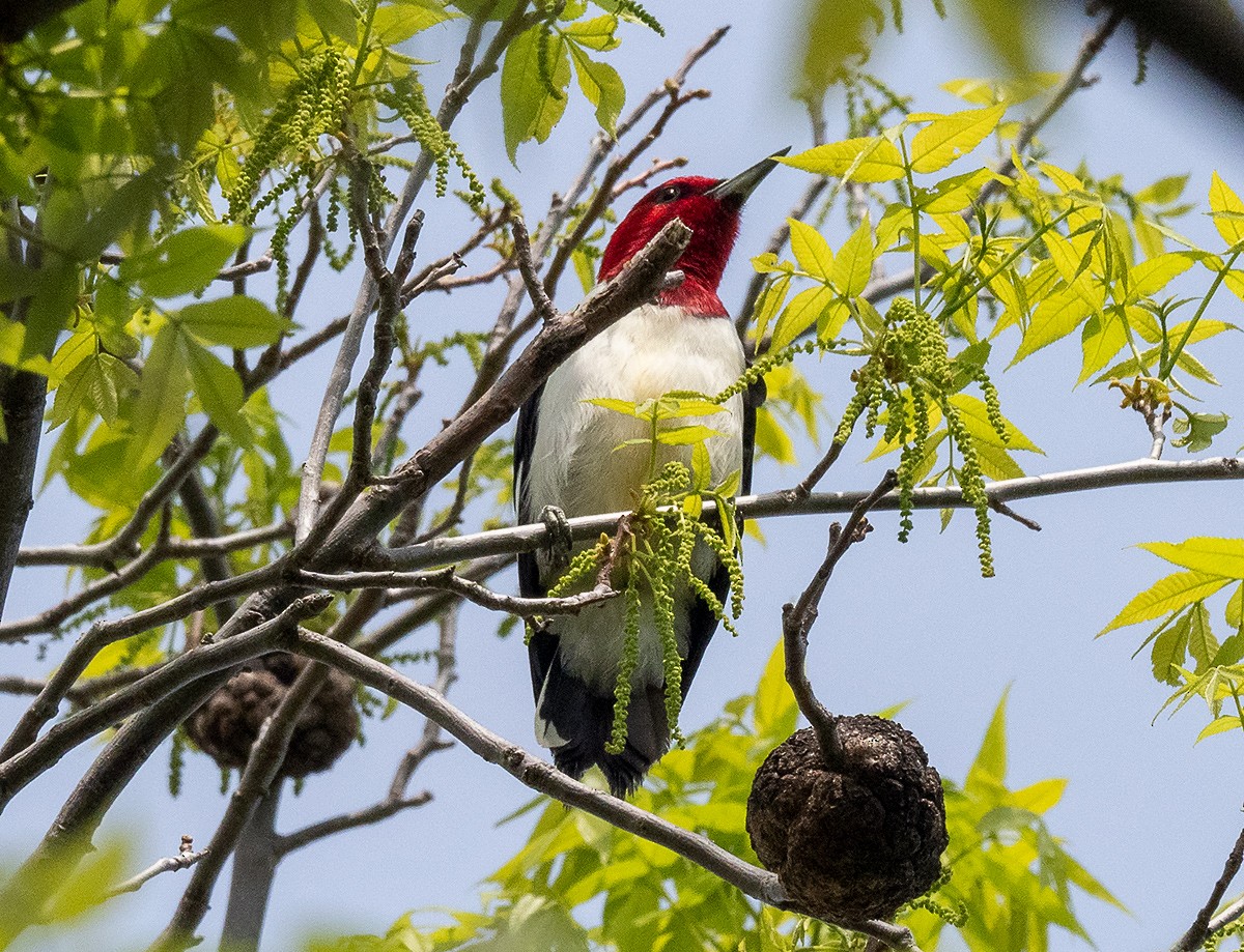 Red-headed Woodpecker - ML339492021