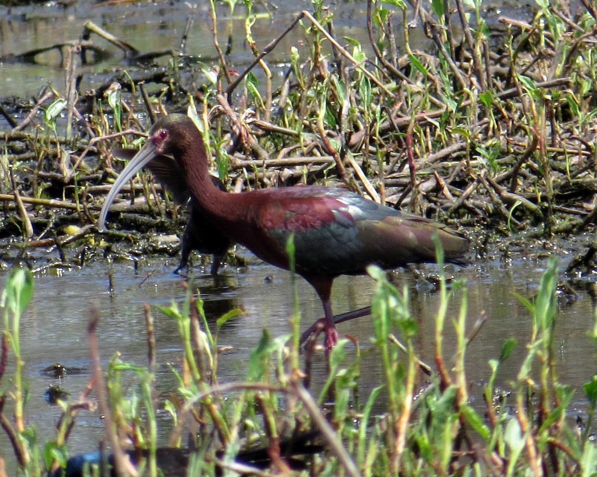 Ibis à face blanche - ML339493471