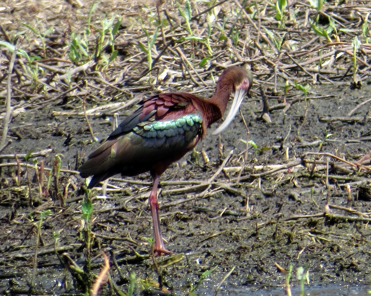 Ibis à face blanche - ML339493651