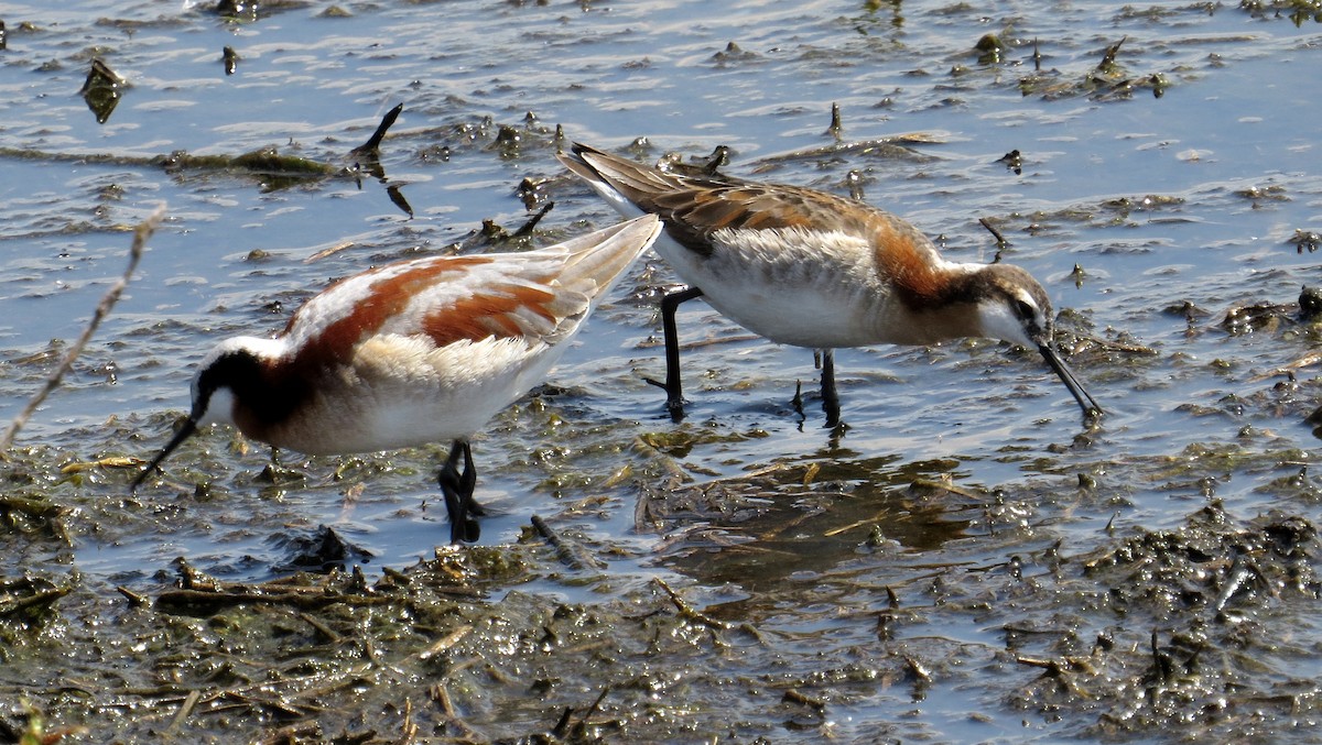 Wilson's Phalarope - ML339493751