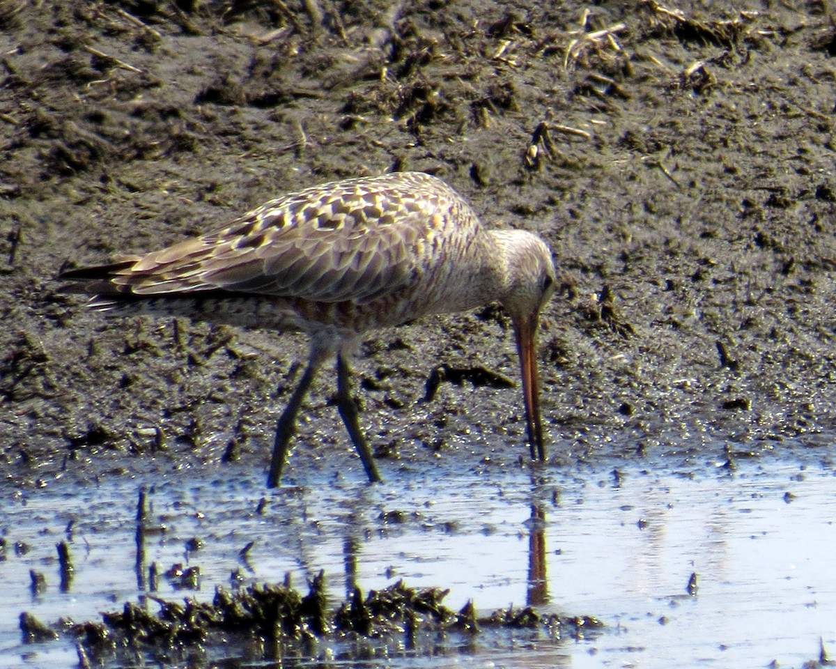 Hudsonian Godwit - ML339493811