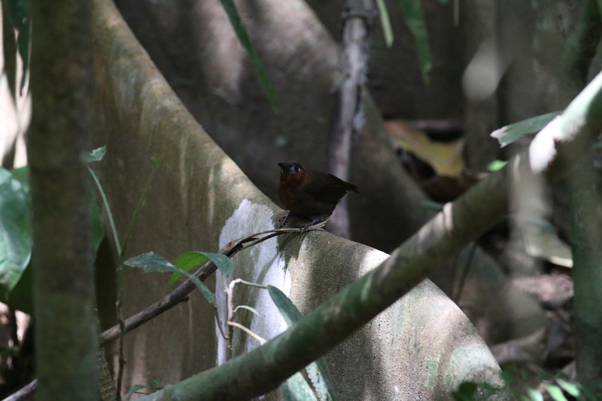 Song Wren - Oliver Burton