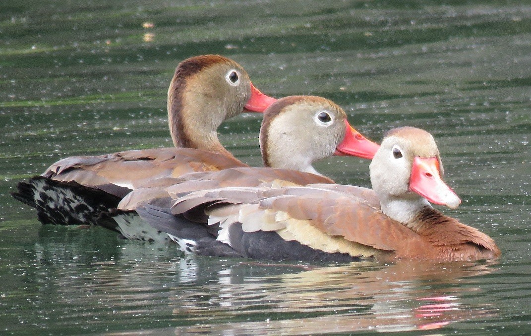 Black-bellied Whistling-Duck - ML339496271