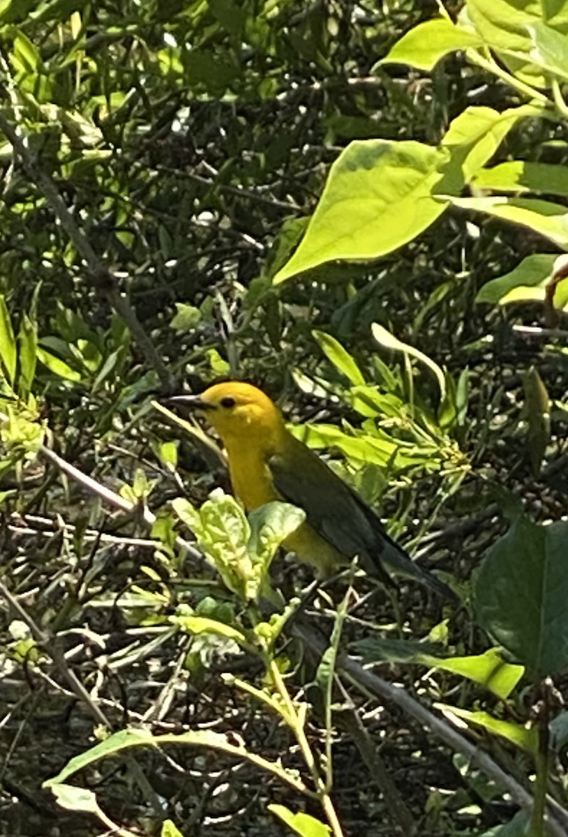 Prothonotary Warbler - ML339496501