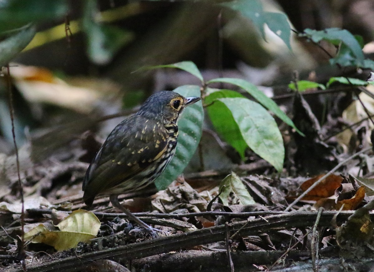 Мурашниця панамська (підвид perspicillatus) - ML33949651