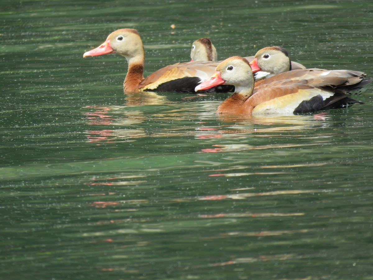 Black-bellied Whistling-Duck - ML339496581