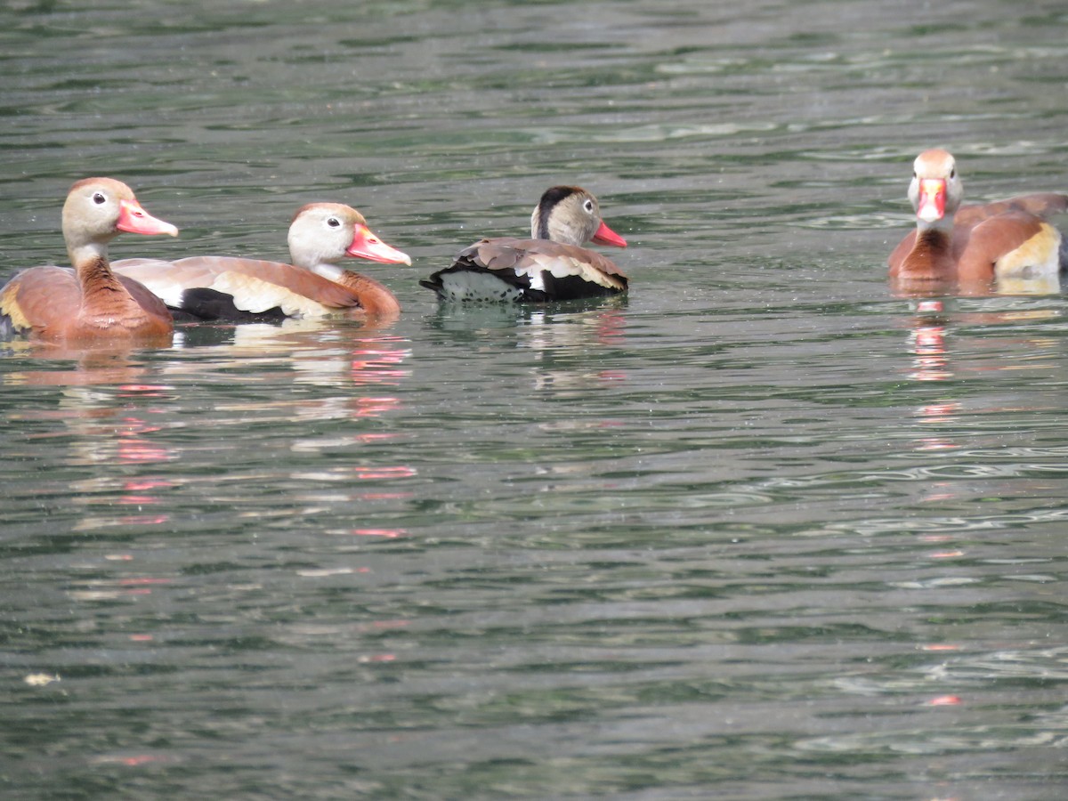 Black-bellied Whistling-Duck - ML339496821