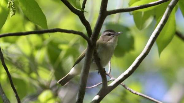 Red-eyed Vireo - ML33949811